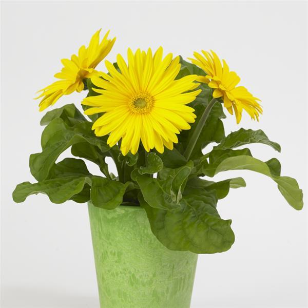 Gerbera Daisy