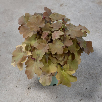 4.5" Heuchera - Coral Bells (Perennial)