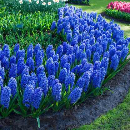 Hyacinth - Various Colors