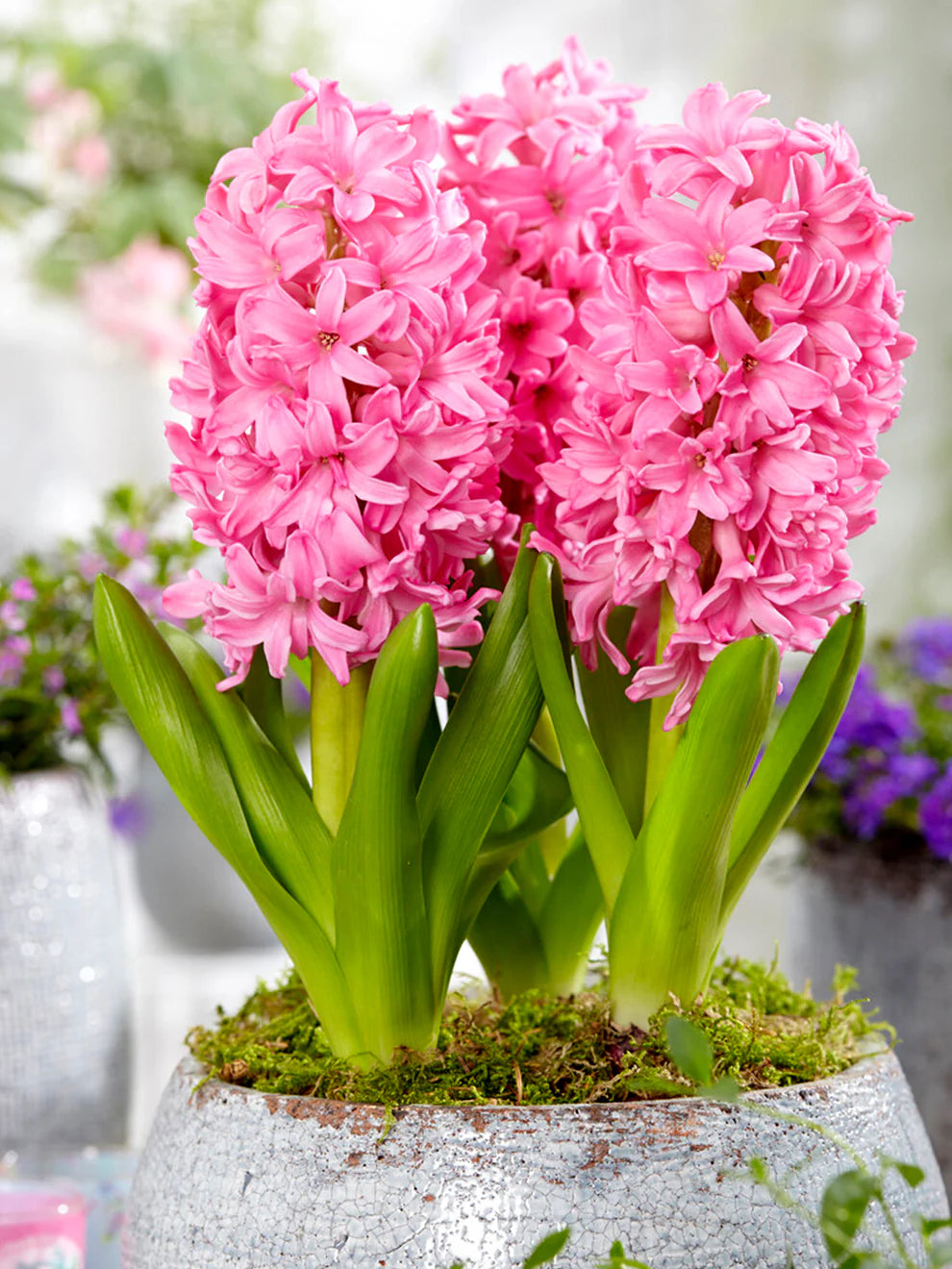 Hyacinth - Various Colors