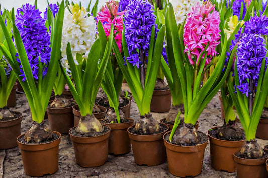 Hyacinth - Various Colors