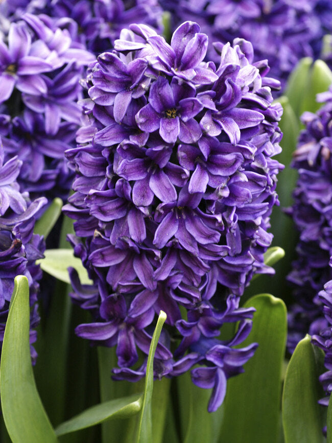 Hyacinth - Various Colors