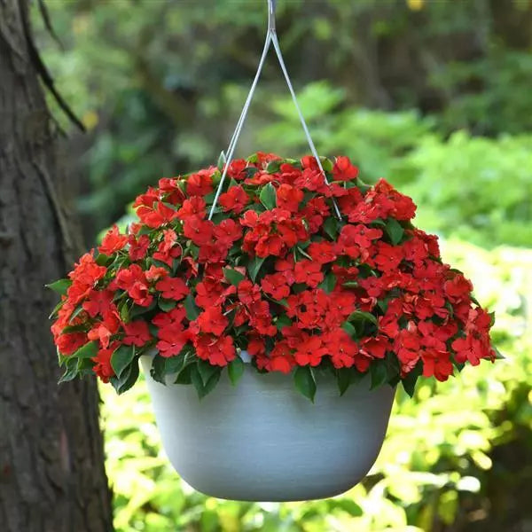 Impatiens - Beacon Series