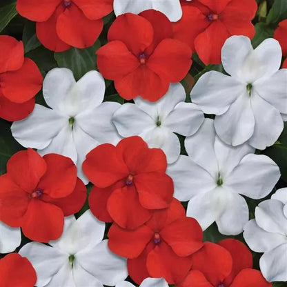 Impatiens - Beacon Series