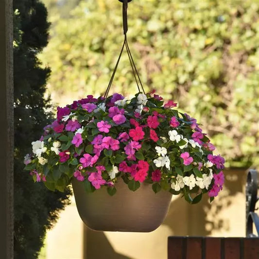 Impatiens - Beacon Series