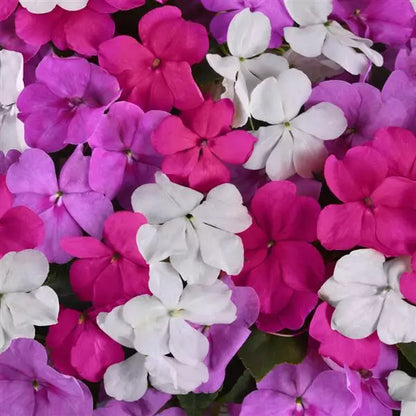 Impatiens - Beacon Series
