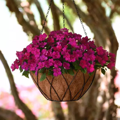 Impatiens - Beacon Series