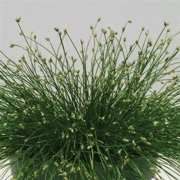 Fiber Optic Grass - Isolepis Live Wire