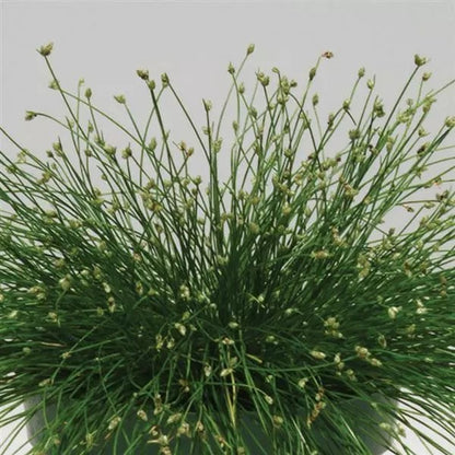 Fiber Optic Grass - Isolepis Live Wire