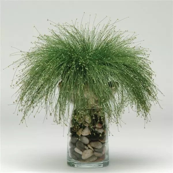 Fiber Optic Grass - Isolepis Live Wire