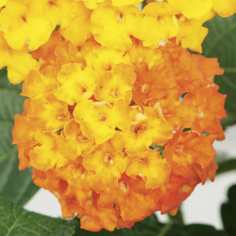 Lantana Camara - Bandito Series