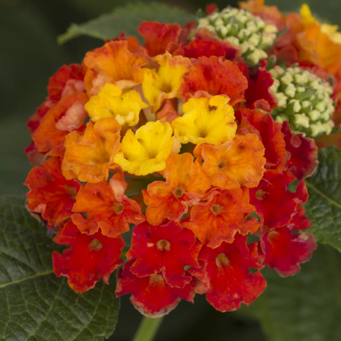 Lantana Camara - Bandito Series