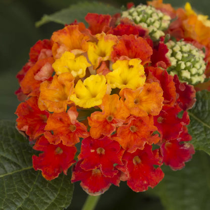 Lantana Camara - Bandito Series