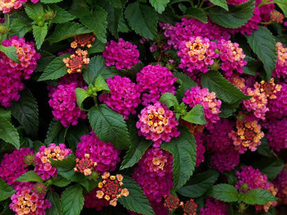 Lantana Camara - Bandito Series