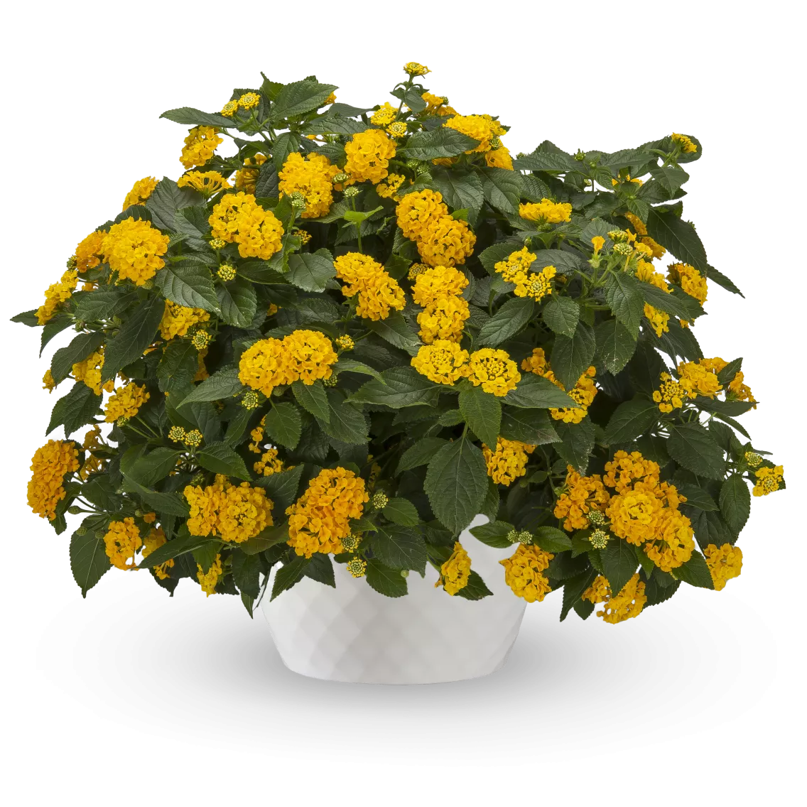 Lantana Camara - Bandolista Series