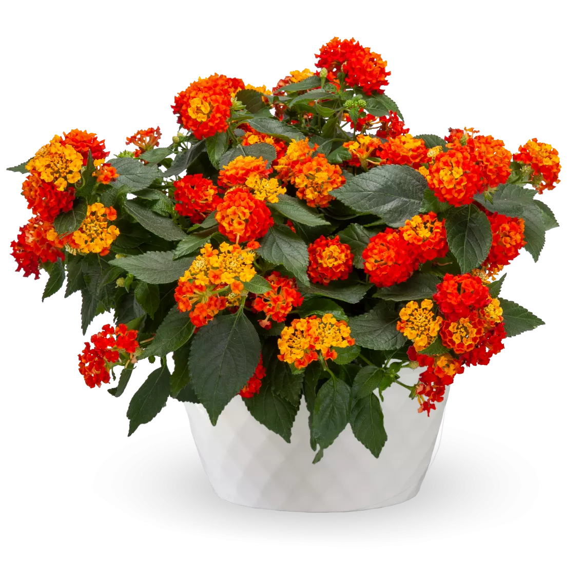 9" White Bushel Barrel Container with Flowers