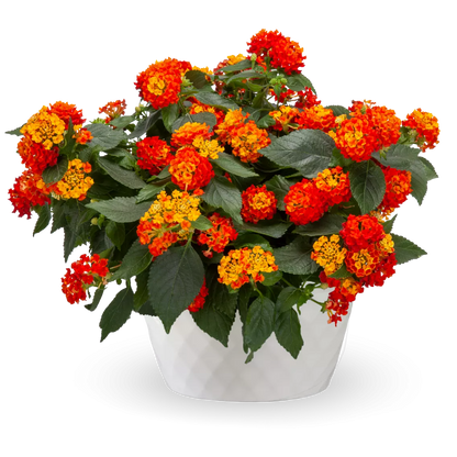 9" White Bushel Barrel Container with Flowers