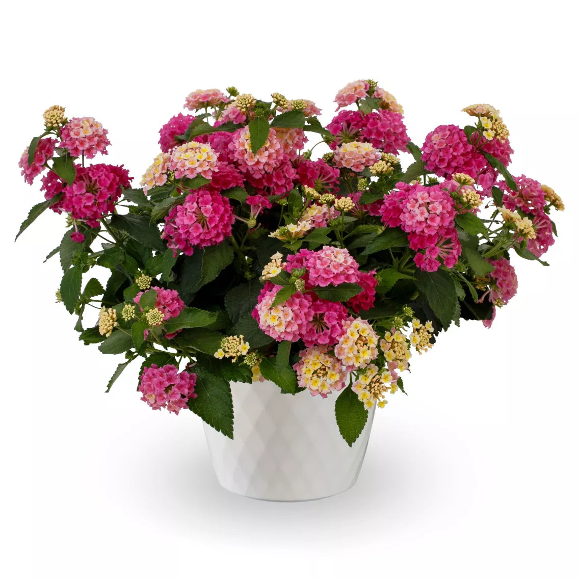 Lantana Camara - Bandolista Series