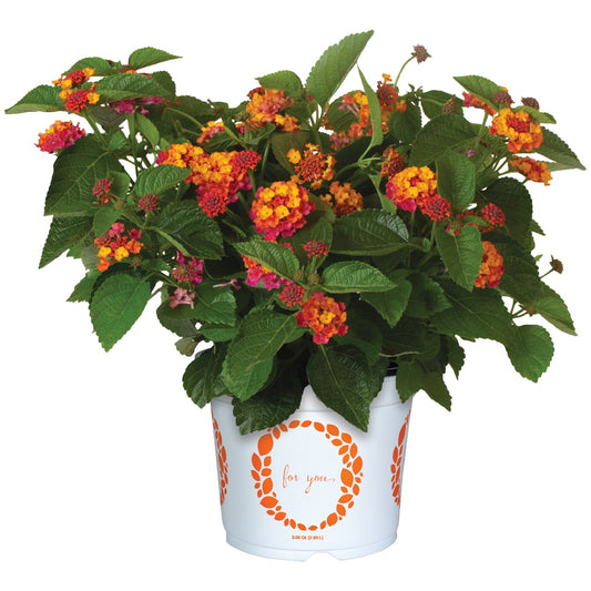 Lantana Camara - Bandito Series