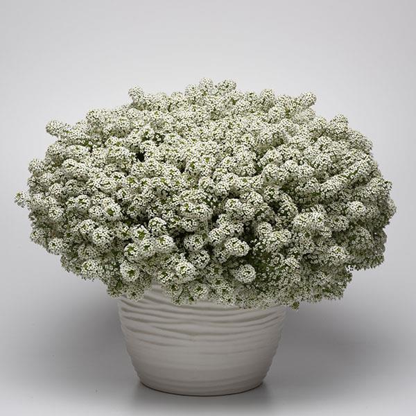 Sweet Alyssum (Lobularia)