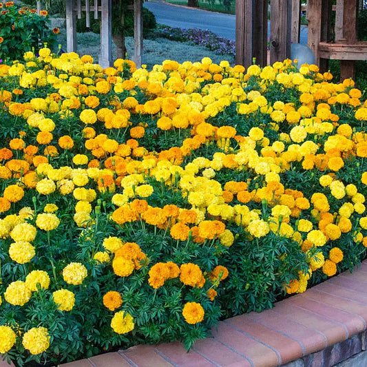Marigold - African Mixed Colors