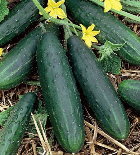 Slicing Cucumber Seed Pack - Clearance