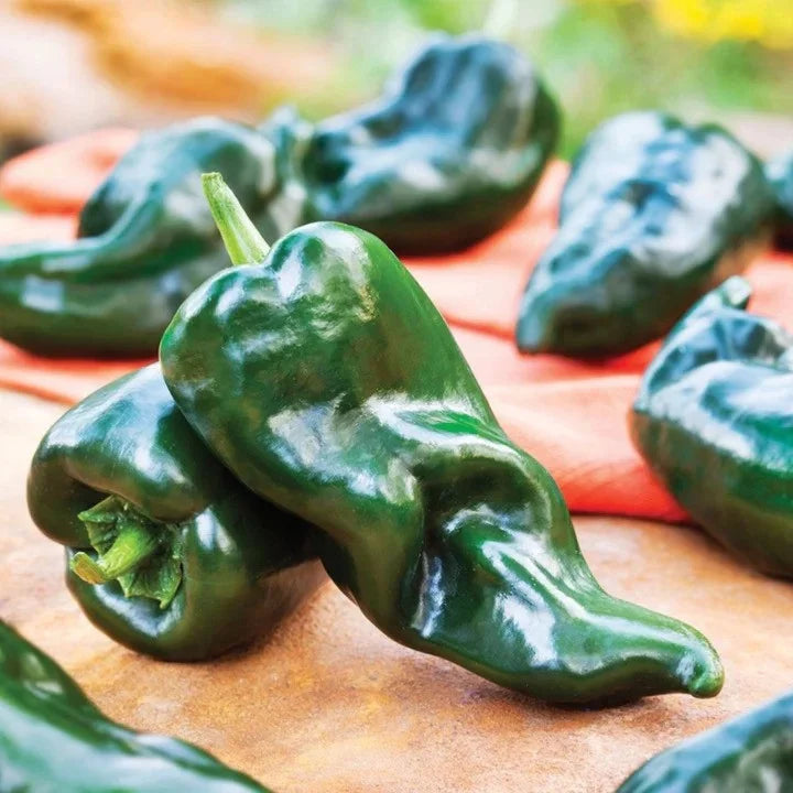 MIgardener Ancho Grande (Poblano) Pepper Seed Packet