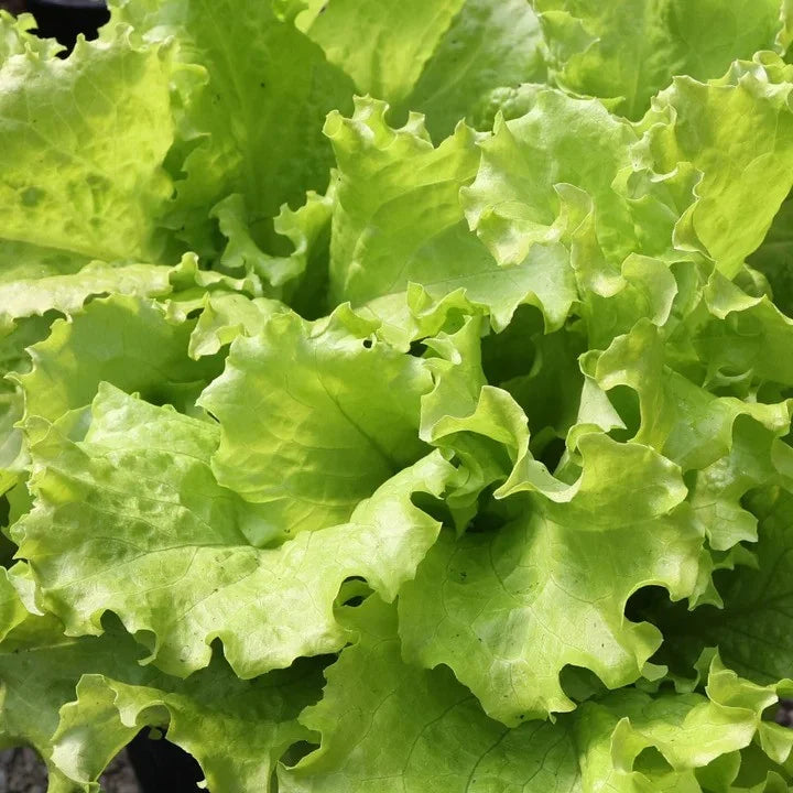 MIgardener Black Seeded Simpson Lettuce Seed Packet