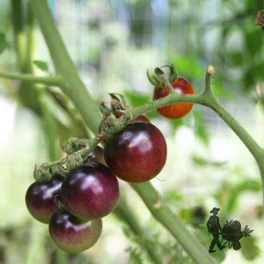 MIgardener Blueberry Tomato Seed Packet
