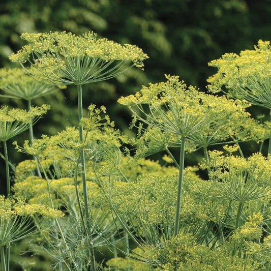 MIgardener Bouquet Dill Packet