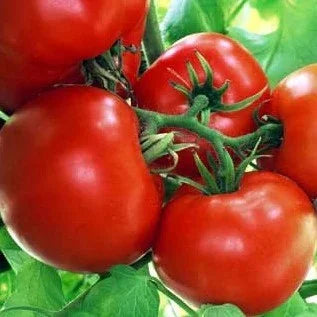MIgardener Boxcar Willie Tomato Seed Packet