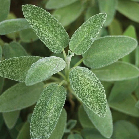 MIgardener Broad Leaf Sage Seed Packet