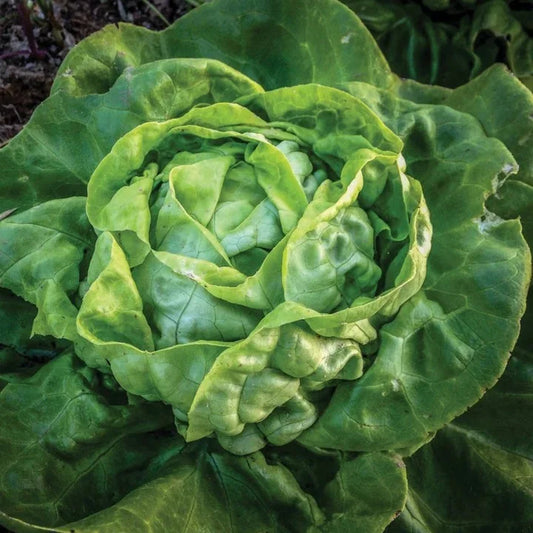 MIgardener Buttercrunch Lettuce Seed Packet Copy