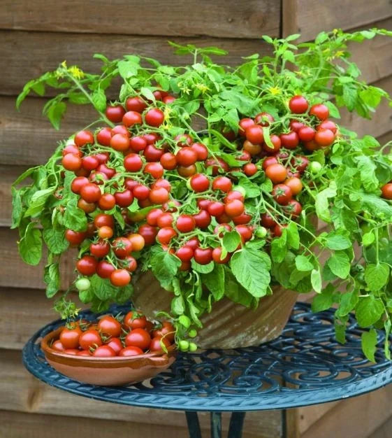 MIgardener Cherry Falls Chery Tomato Seed Packet