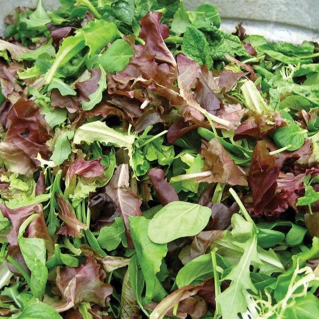 MIgardener Salad Bowl Seed Packet