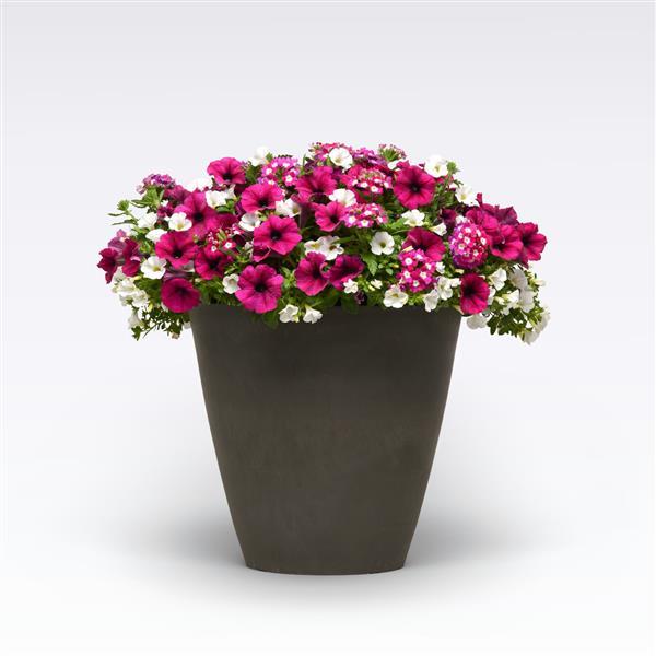 12" Curated Hanging Baskets