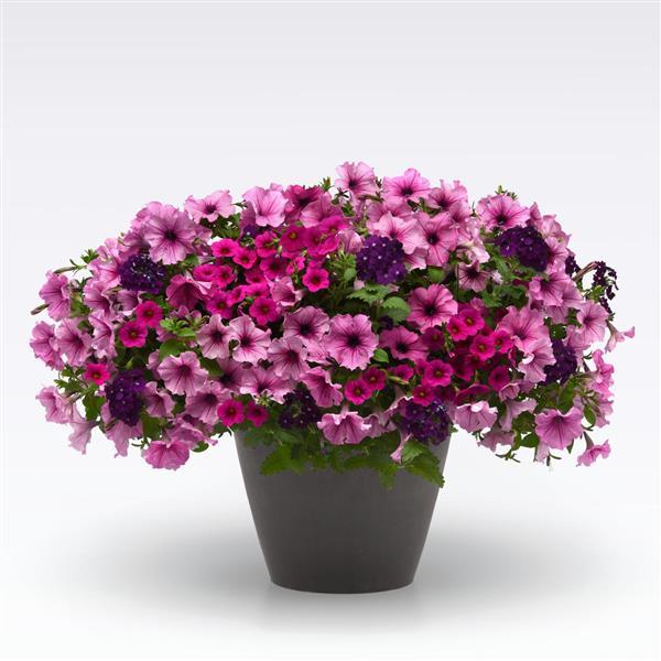 12" Curated Hanging Baskets