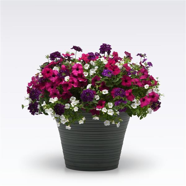 12" Curated Hanging Baskets