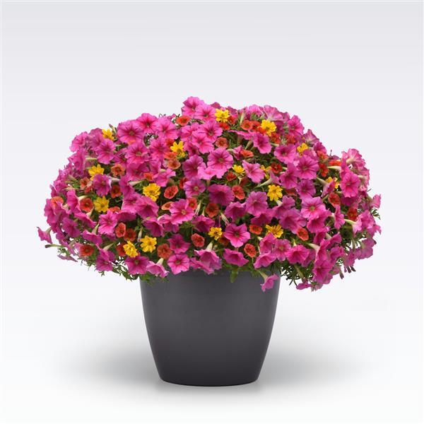 12" Curated Hanging Baskets