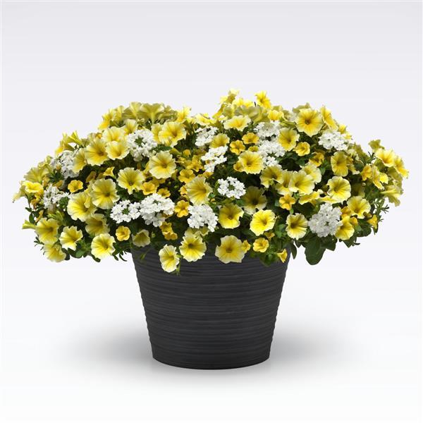 12" Curated Hanging Baskets