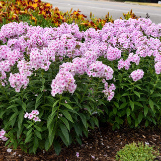 Tall Garden Phlox