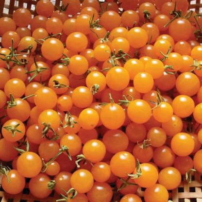 Orange Currant