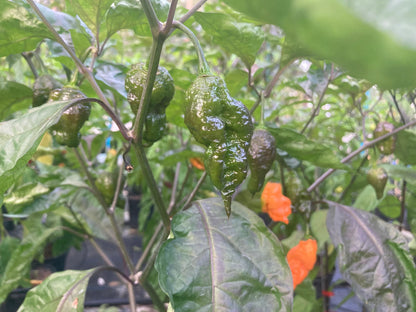 Orange Sharknado Blushed -  Pepper Plant Start - 4.33" Pot