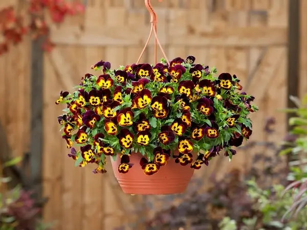 Pansy - Cool Wave - Spreading