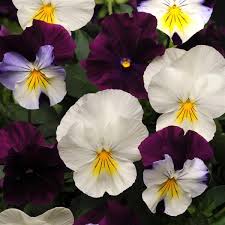 Pansy - Cool Wave - Spreading