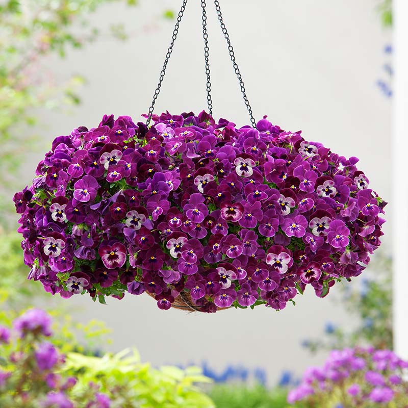 Pansy - Cool Wave - Spreading