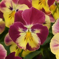 Pansy - Cool Wave - Spreading