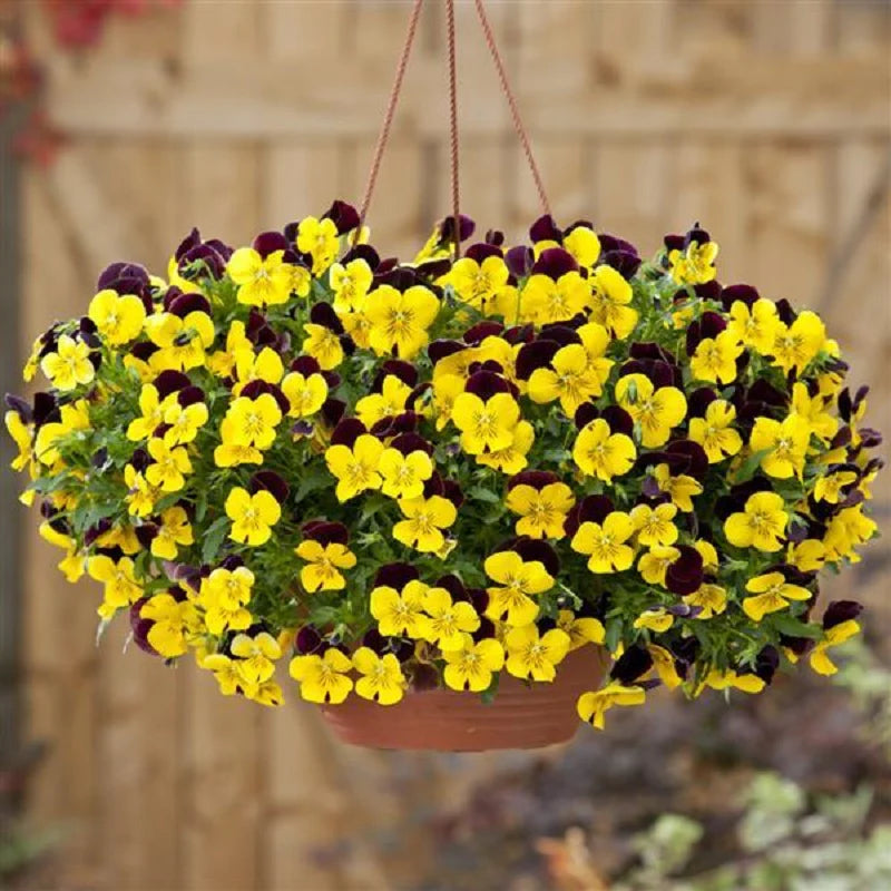 Pansy - Cool Wave - Spreading