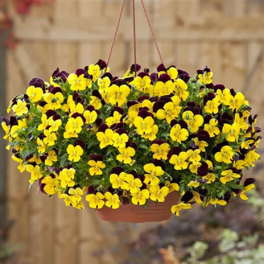Pansy - Trailing - Cool Wave