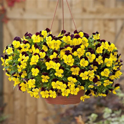 Pansy - Cool Wave - Spreading